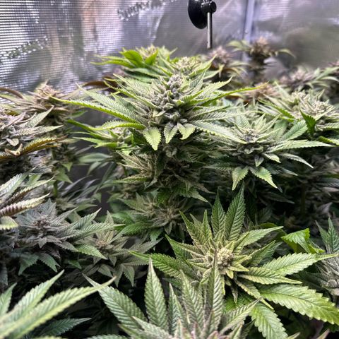 Gelato Strain growlog timeline photo