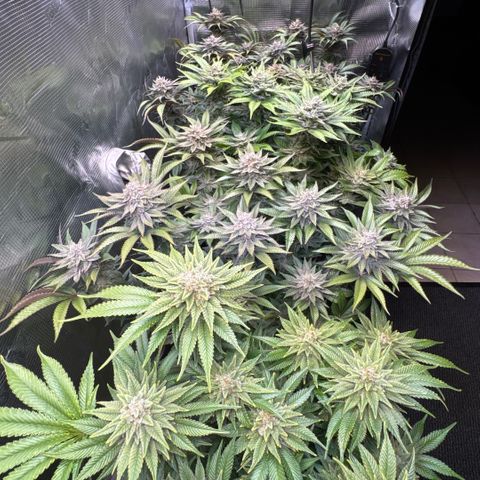 Gelato Strain growlog timeline photo