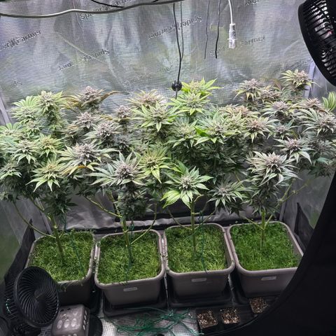 Gelato Strain growlog timeline photo