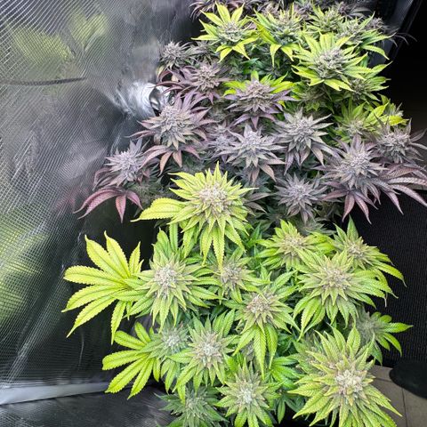 Gelato Strain growlog timeline photo
