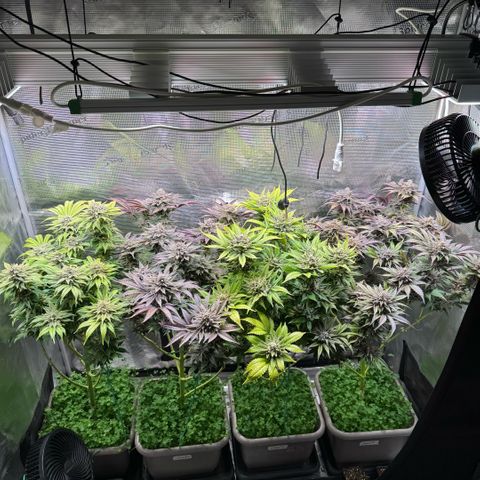 Gelato Strain growlog timeline photo