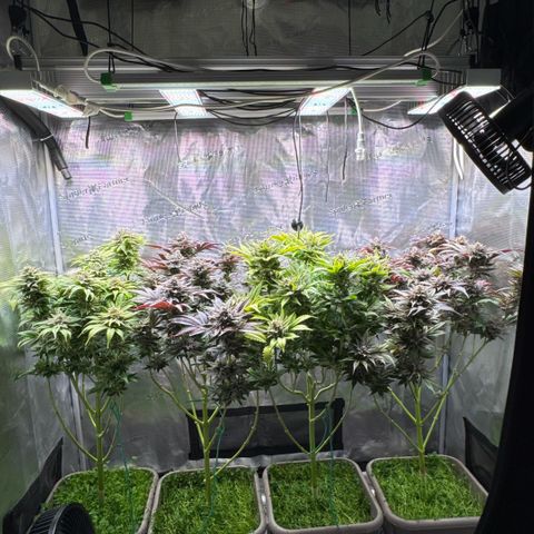 Gelato Strain growlog timeline photo