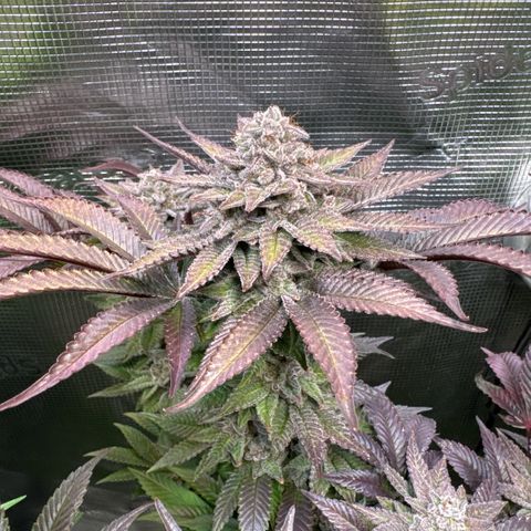 Gelato Strain growlog timeline photo
