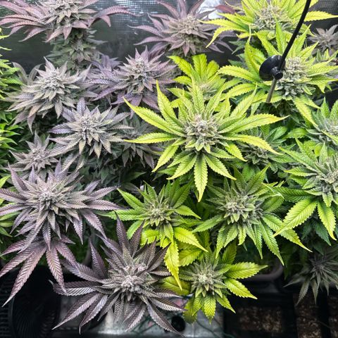Gelato Strain growlog timeline photo