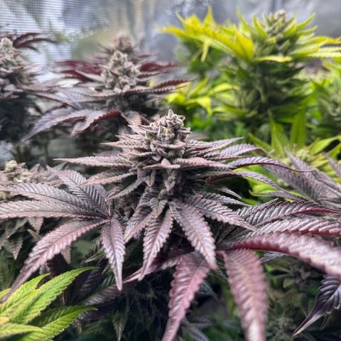 Gelato Strain growlog timeline photo