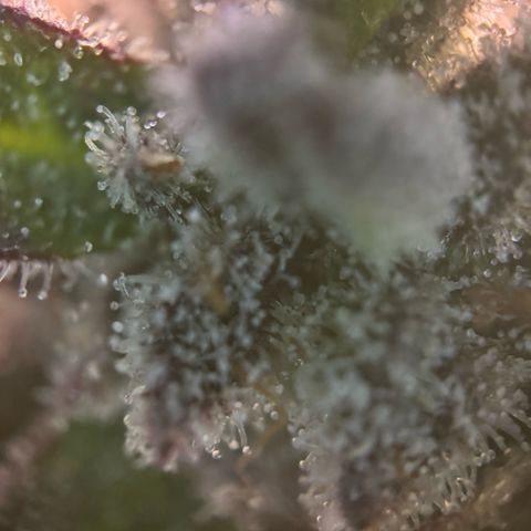Gelato Strain growlog timeline photo