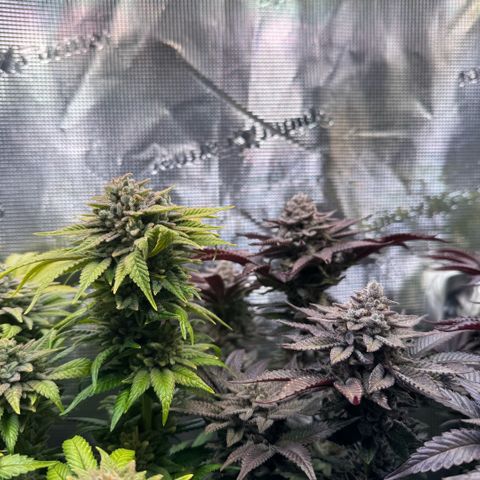 Gelato Strain growlog timeline photo