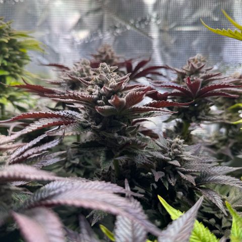 Gelato Strain growlog timeline photo