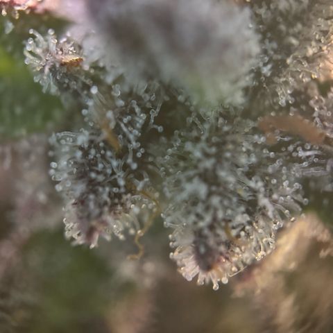 Gelato Strain growlog timeline photo