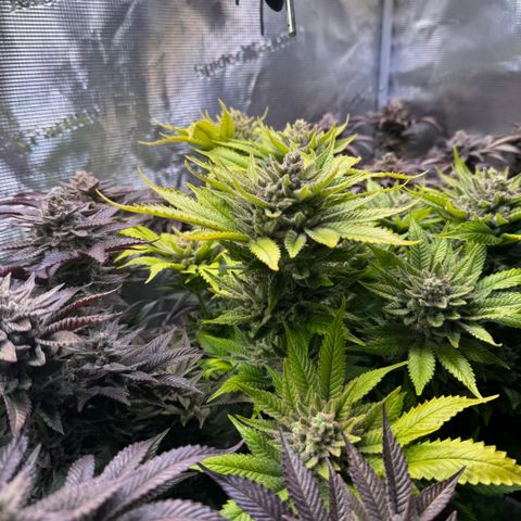 Gelato Strain growlog timeline photo