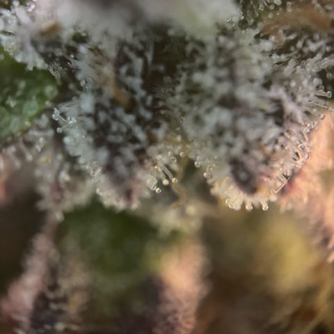 Gelato Strain growlog timeline photo
