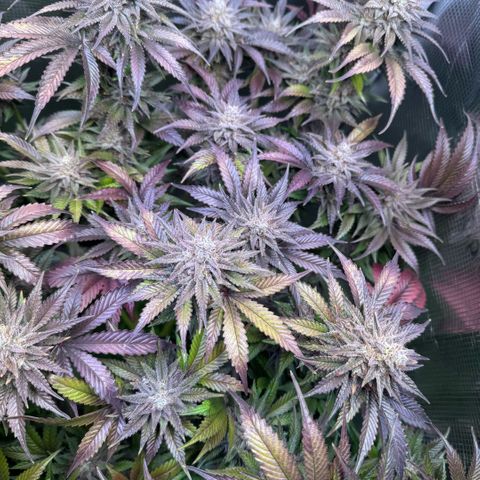 Gelato Strain growlog timeline photo