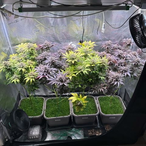 Gelato Strain growlog timeline photo