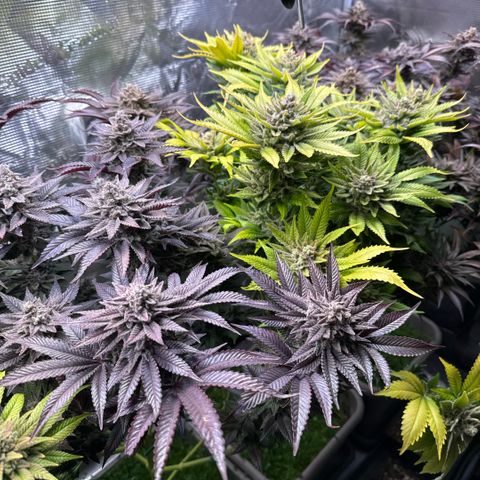 Gelato Strain growlog timeline photo