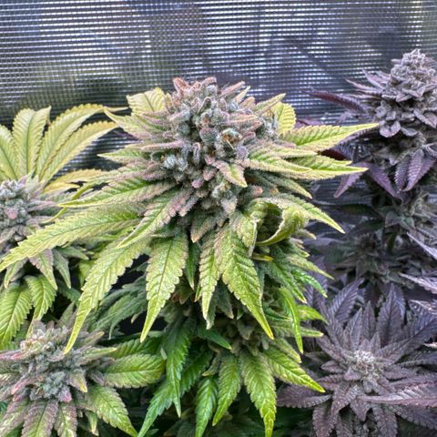 Gelato Strain growlog timeline photo