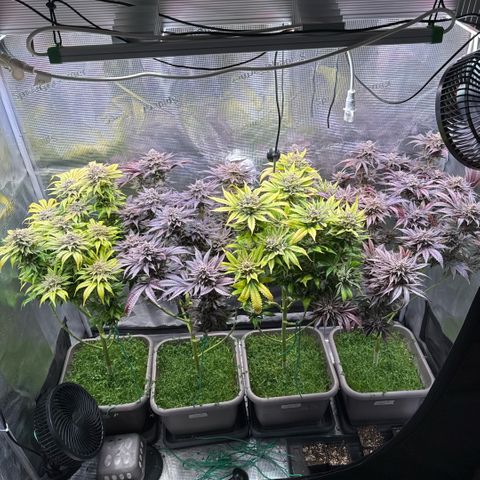 Gelato Strain growlog timeline photo