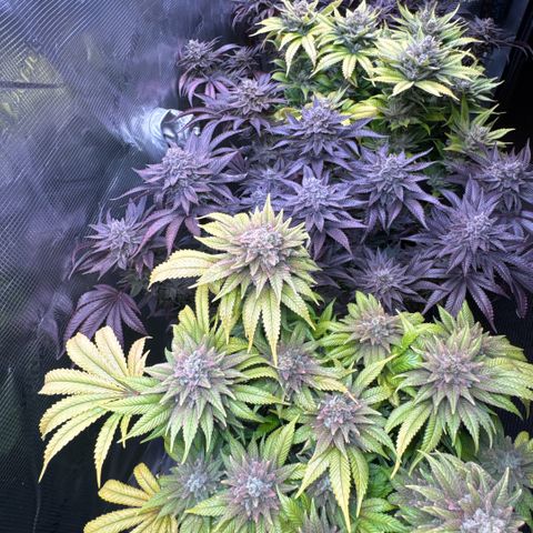 Gelato Strain growlog timeline photo