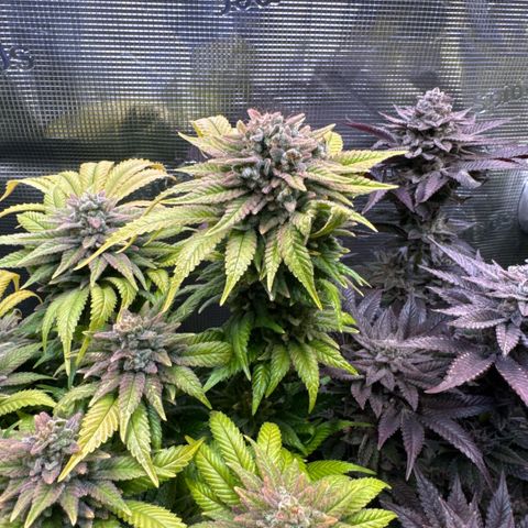 Gelato Strain growlog timeline photo