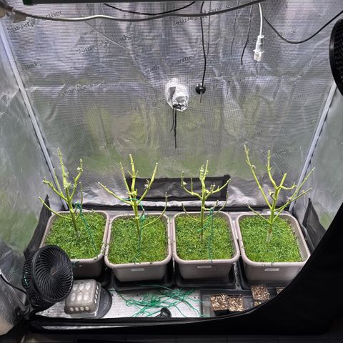 Gelato Strain growlog timeline photo