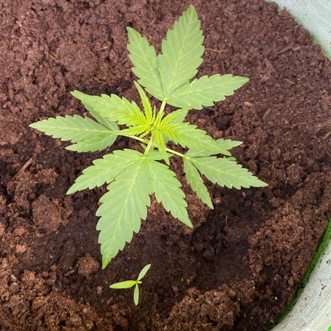 Sarala  growlog timeline photo