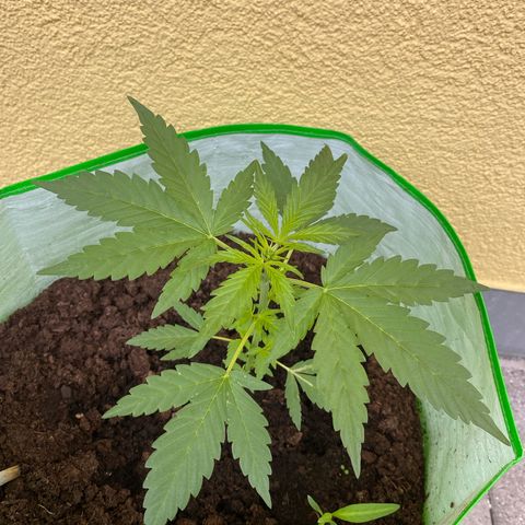 Sarala  growlog timeline photo