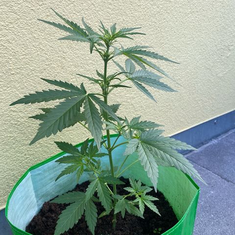 Sarala  growlog timeline photo