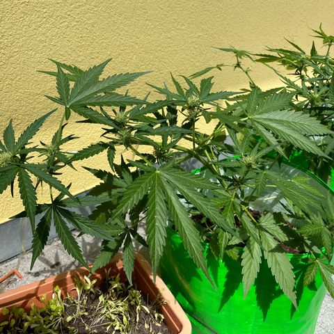 Sarala  growlog timeline photo