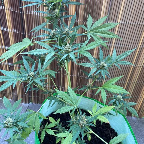 Sarala  growlog timeline photo