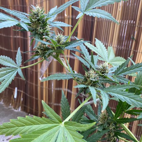 Sarala  growlog timeline photo