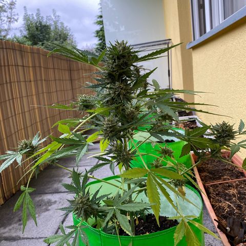 Sarala  growlog timeline photo