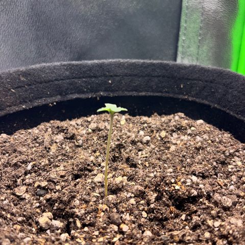 Apple fritter auto growlog timeline photo
