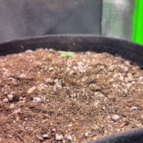 Apple fritter auto growlog photo: Preenchi o restante do vaso com solo