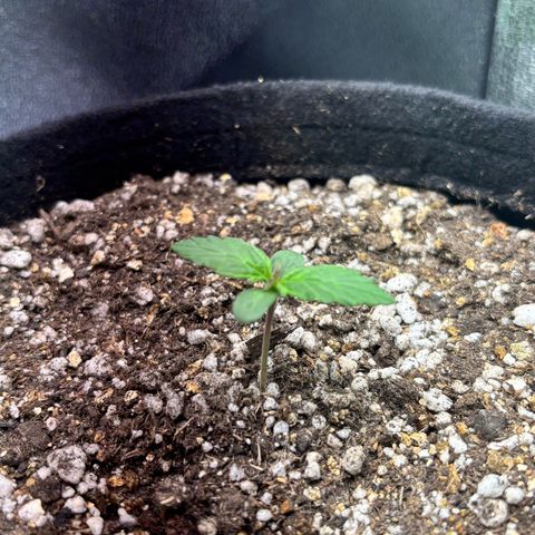 Apple fritter auto growlog photo: Folhas começaram a se alongar e a temperatura se normalizou com o dimmer a 100%