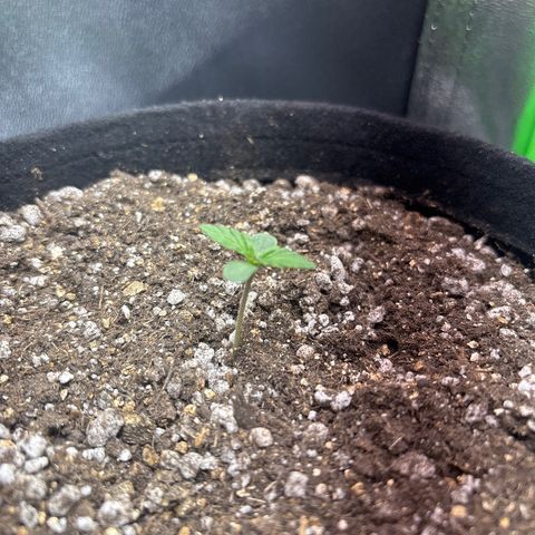 Apple fritter auto growlog timeline photo