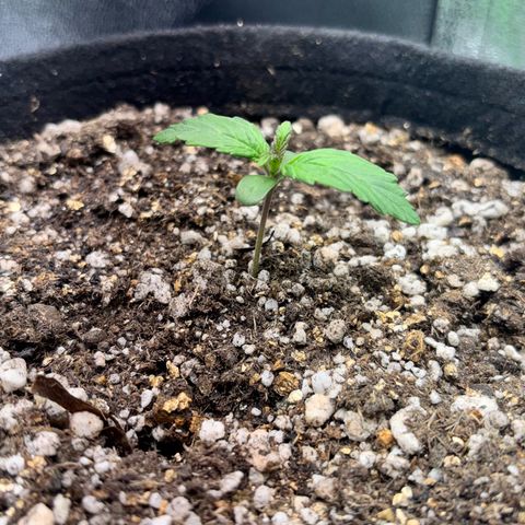 Apple fritter auto growlog timeline photo