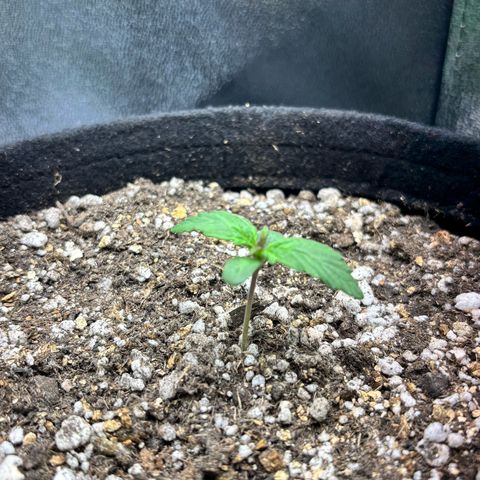 Apple fritter auto growlog timeline photo