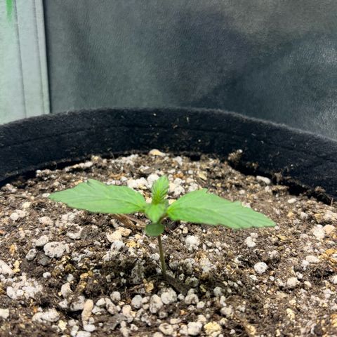 Apple fritter auto growlog timeline photo