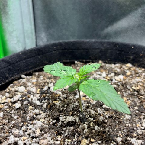 Apple fritter auto growlog photo: Segunda camada de folhas se desenvolveu melhor 