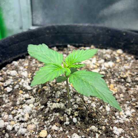 Apple fritter auto growlog timeline photo