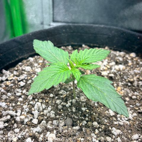 Apple fritter auto growlog timeline photo