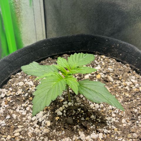 Apple fritter auto growlog timeline photo
