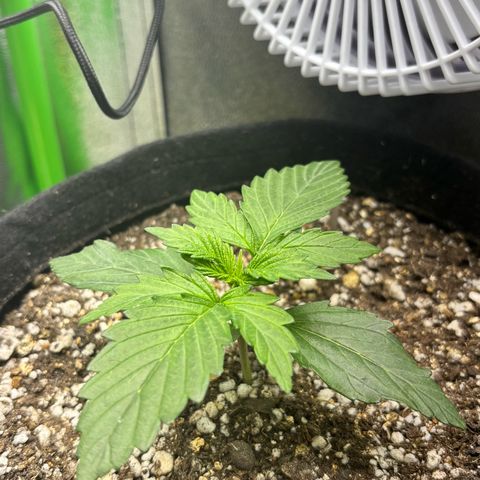 Apple fritter auto growlog timeline photo