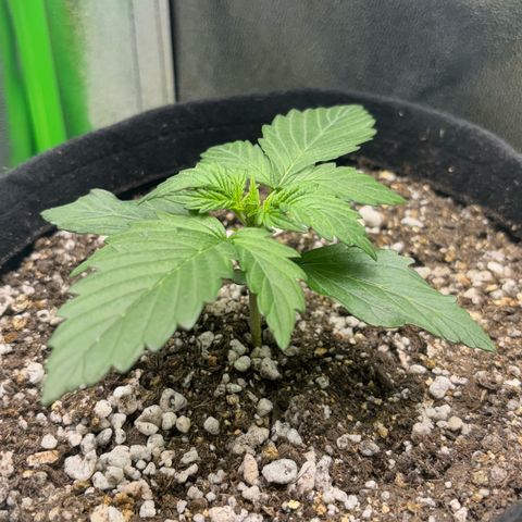 Apple fritter auto growlog timeline photo