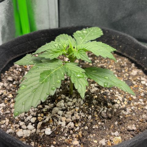 Apple fritter auto growlog timeline photo