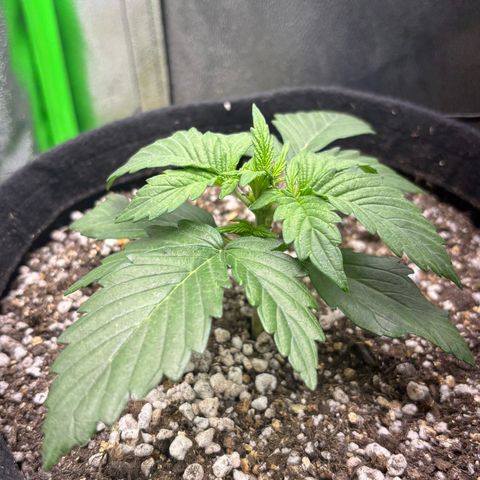 Apple fritter auto growlog timeline photo