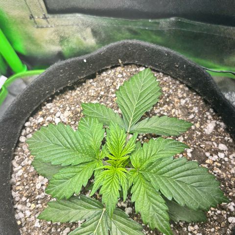 Apple fritter auto growlog timeline photo
