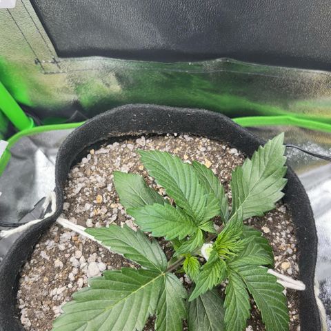Apple fritter auto growlog photo: Lst aplicado com ancoragem dupla