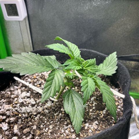Apple fritter auto growlog photo: Lst aplicado com ancoragem dupla