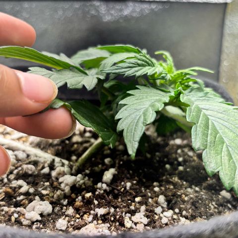 Apple fritter auto growlog photo: O Gemini me sugeriu um combinado:

No domingo, tire uma foto exatamente do mesmo ângulo.
Se no domingo você ainda achar que um broto promissor está 100% tampado e sem luz, a gente faz um ajustezinho leve — seja afastando uma folha grande para o lado (leaf tucking) ou dando uma leve puxada lateral em algum broto específico.