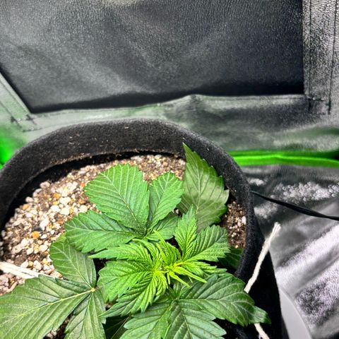 Apple fritter auto growlog photo: O Gemini me sugeriu um combinado:

No domingo, tire uma foto exatamente do mesmo ângulo.
Se no domingo você ainda achar que um broto promissor está 100% tampado e sem luz, a gente faz um ajustezinho leve — seja afastando uma folha grande para o lado (leaf tucking) ou dando uma leve puxada lateral em algum broto específico.